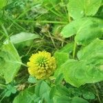 Trifolium badium Çiçek