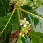 Morinda citrifolia Virág