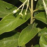 Cordia diversifolia Ліст