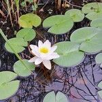 Nymphaea alba Blüte