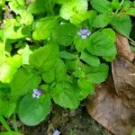 Lindernia dubia 葉