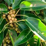 Ficus citrifolia Фрукт