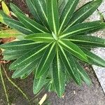 Euphorbia stygiana Hoja
