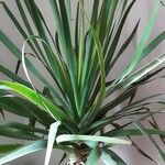 Dracaena draco Folha