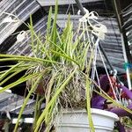 Brassavola nodosa Flor