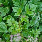 Ligusticum scothicum Blad