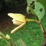 Annona senegalensis Kukka