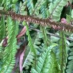 Dryopteris affinis Žievė