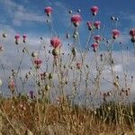 Mantisalca salmantica Fiore