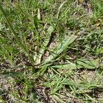 Eryngium paniculatum Leaf