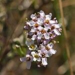 Iberis procumbens 花