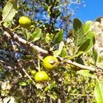 Pyrus spinosa Fruit