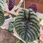 Alocasia cuprea List