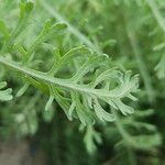 Achillea crithmifolia Ліст