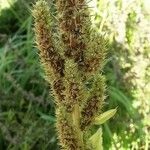 Amaranthus hybridus Плод