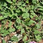 Convolvulus althaeoides Blatt