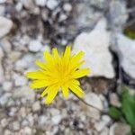 Leontodon tuberosus Flower