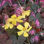 Oxalis spiralis Flower