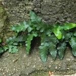 Asplenium x hybridum Leaf