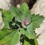 Chenopodium giganteum ᱥᱟᱠᱟᱢ