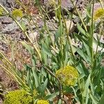 Bupleurum gibraltaricum Flower