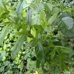 Epilobium hirsutumLeaf