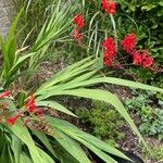 Crocosmia aurea Hábito