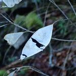 Lunaria rediviva ফল