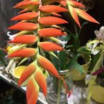 Tillandsia dyeriana Otro