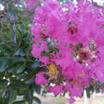 Lagerstroemia indicaᱵᱟᱦᱟ