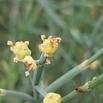 Ephedra equisetina Blüte