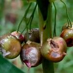 Polygonatum verticillatum Fruit