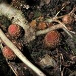 Balanophora fungosa Кора