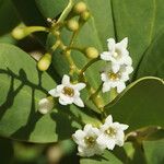 Jacquinia arborea Virág
