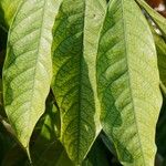 Saraca thaipingensis Leaf
