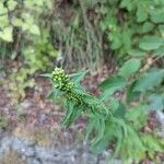 Solidago bicolor Maua