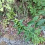 Solidago bicolor Blomst