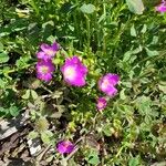 Calandrinia ciliata Blomma