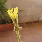 Scorzonera aristata 花