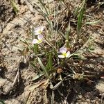 Baldellia ranunculoides Habitat