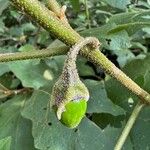 Solanum melongena Owoc