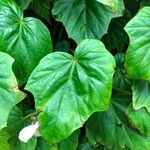 Begonia formosana Leaf