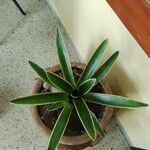 Neoregelia carolinae Листок