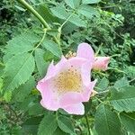 Rosa × malmundariensis