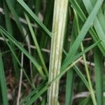 Epikeros pyrenaeus 樹皮