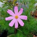 Cosmos bipinnatusЦвят