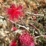 Calliandra eriophylla Žiedas