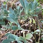 Hertia cheirifolia List