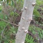 Caesalpinia sappan Bark