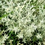 Artemisia ludoviciana Leht